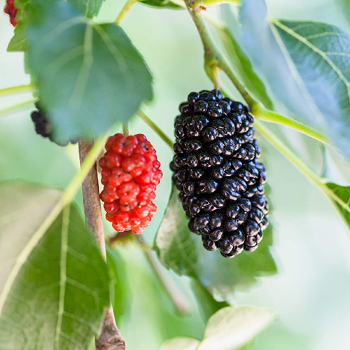 Everbearing Mulberry Tree - 10 Live Plants in 4 Inch Pots - Edible Fruit Tree for The Patio and Garden
