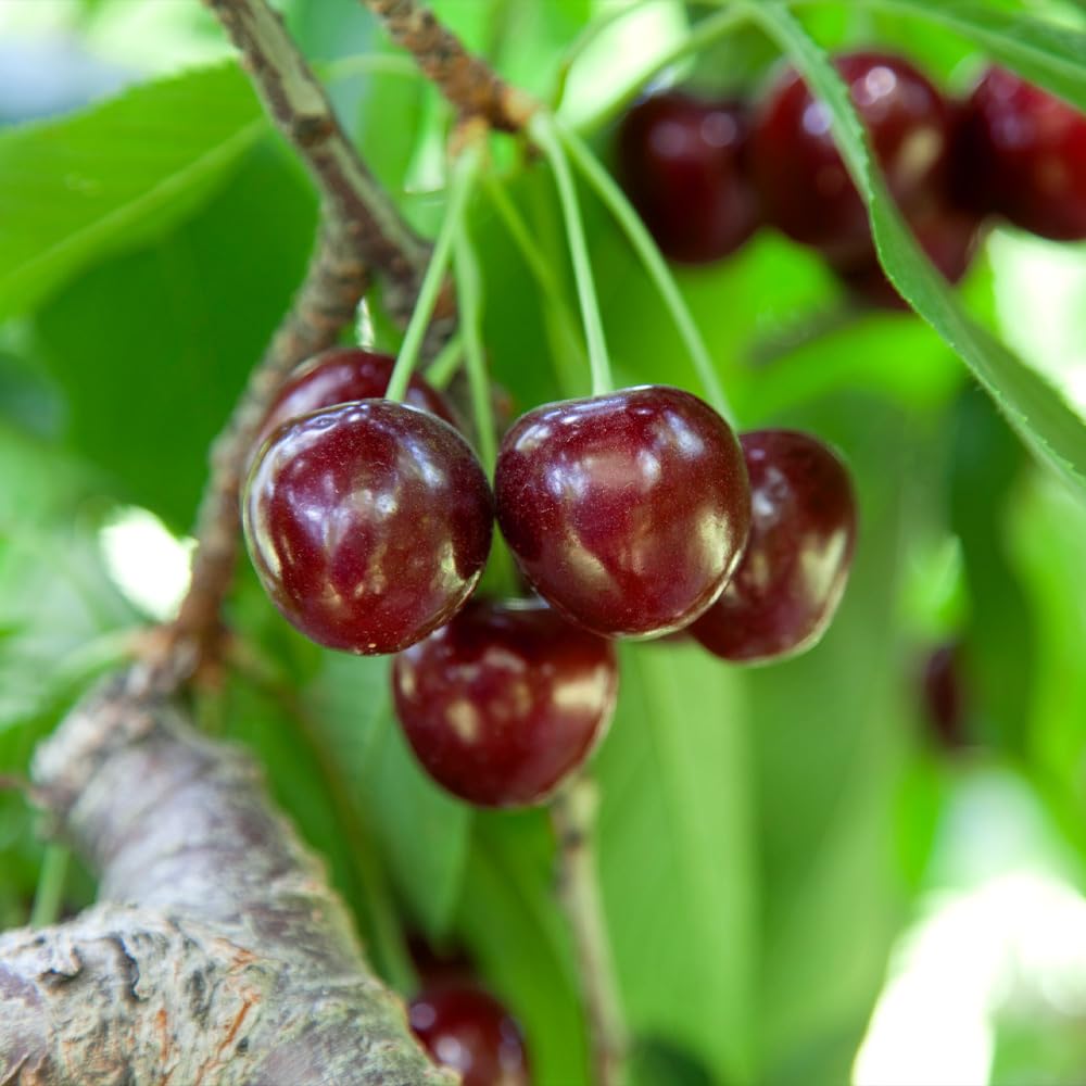 Brighter Blooms - Lapins Cherry Tree, 4-5 ft. - No Shipping to AK, AZ, CA, CO, HI, ID, OR, WA