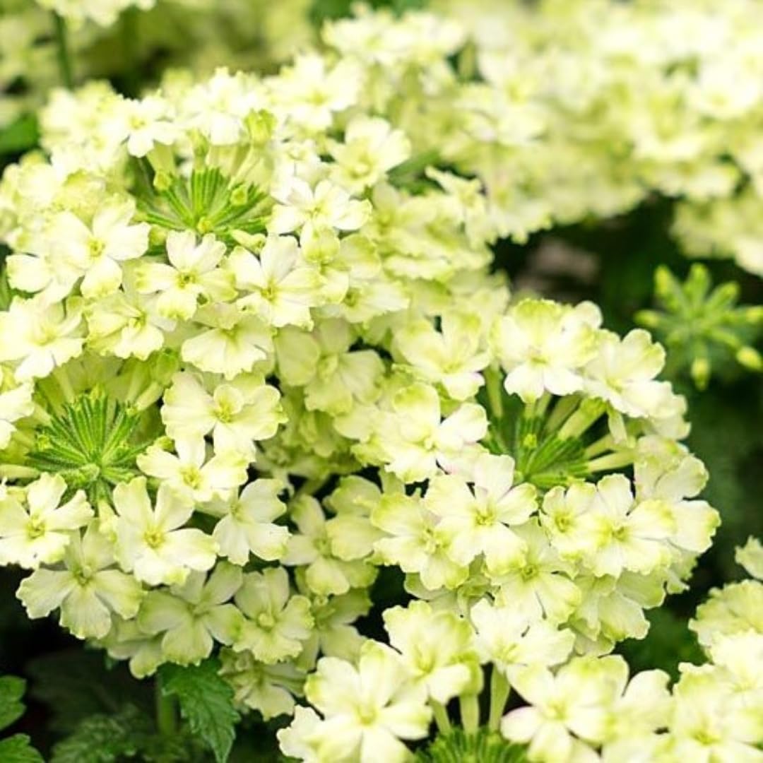 Pack 3 Random Verbena Plants Live Perennial Ground Cover, No Pot, 1-3" in Tall, Can Grow As Trailing Bushes, Spring Flowers