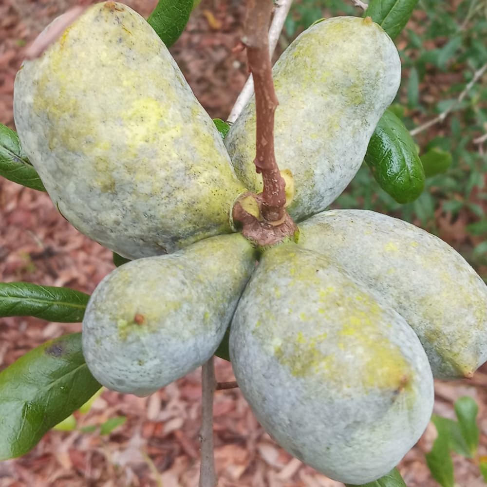 1 Year Old Pawpaw Tree Live Plant Established Root, 7 to 12" Paw Paw Banana Tree Plant Live Pawpaw