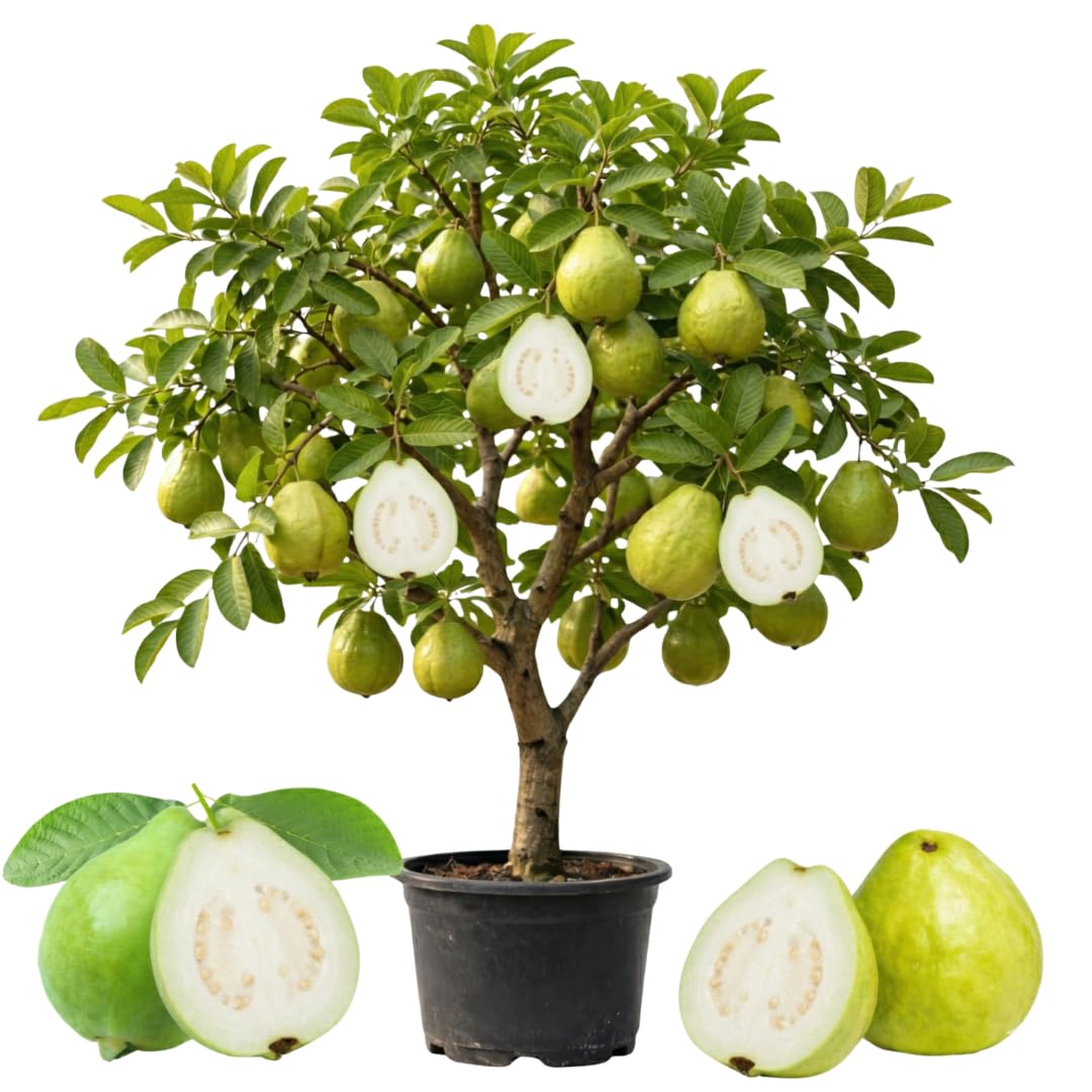 Live White Guava Tree Plant, Guava Tropical Fruit Tree, 2-3 Feet Tall in 3 Gallon Pot, Sweet Fruit for Outdoor Growing, No Ship to CA