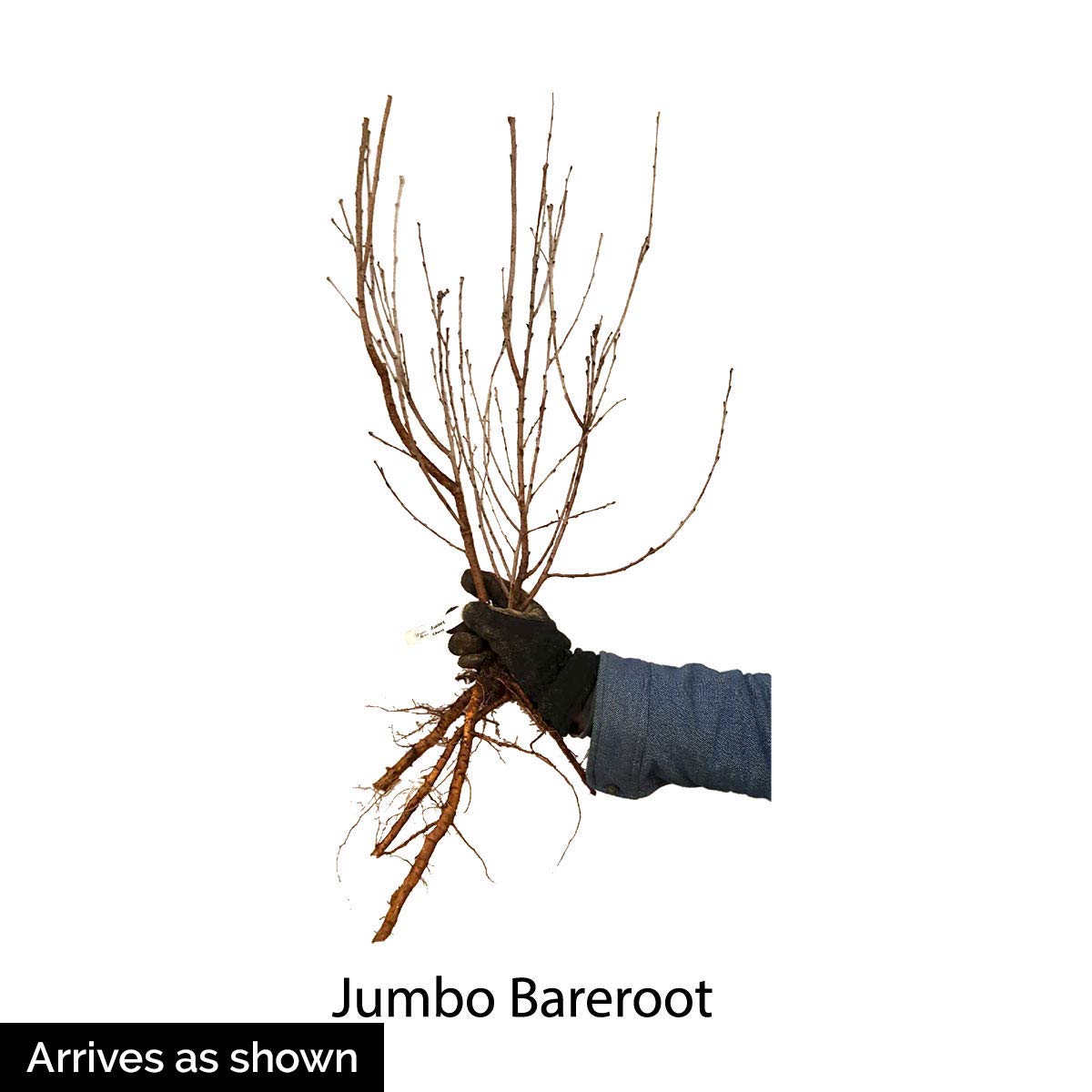 GURNEY'S - Romeo Dwarf Cherry Tree –Produce Large, Sweet and Juicy Fruit - Ships as a Jumbo Bareroot - Due to State restrictions Can't Ship to CA, CO, MT, OR or WA