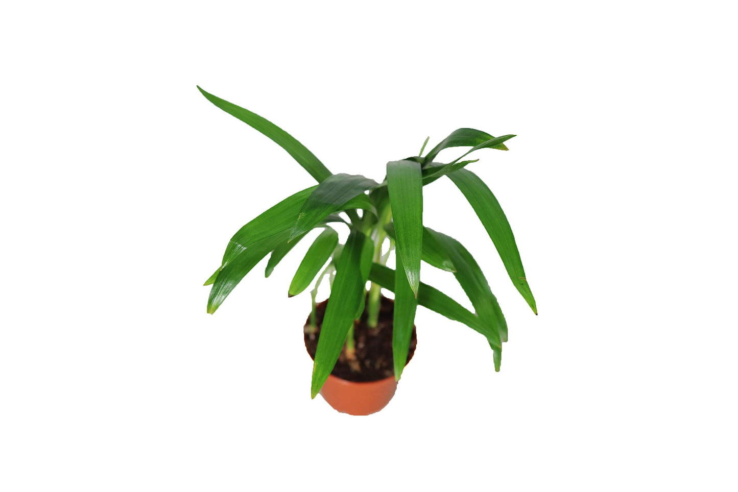 Areca Palm (Golden Cane Palm) - 3'' from California Tropicals