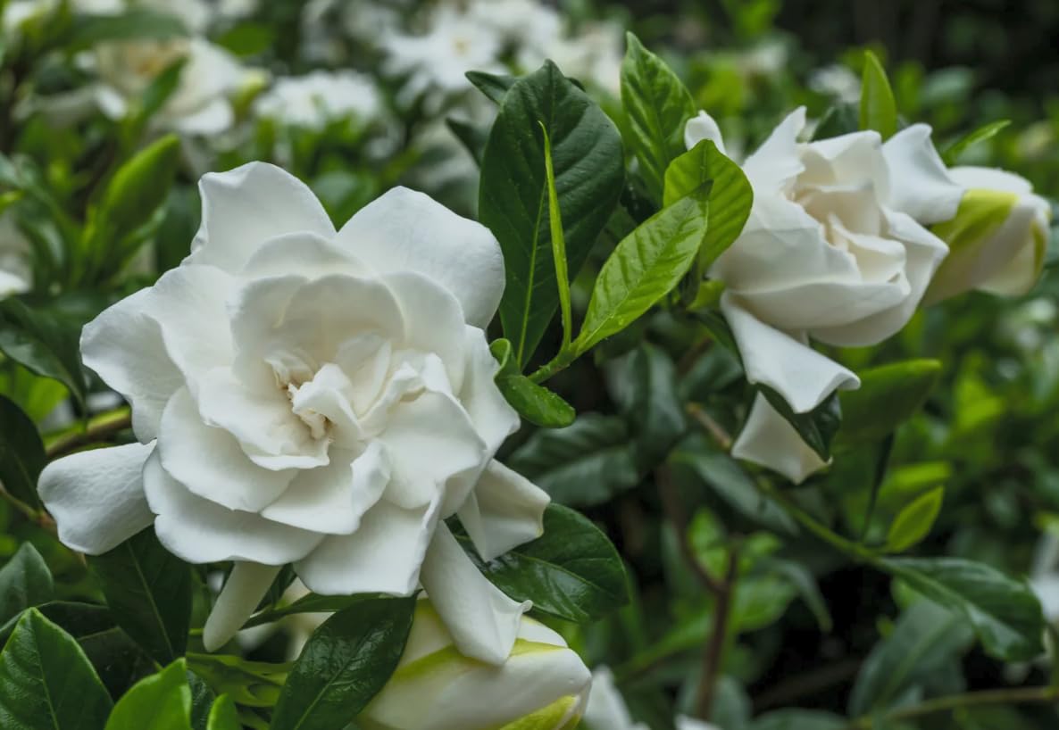 Gardenia ‘Summer Snow’ 3 Pack Live Plants – Cold Hardy Fragrant Evergreen Shrub – Large Double White Flowers – Zone 6–10 – 3 Inch Pot
