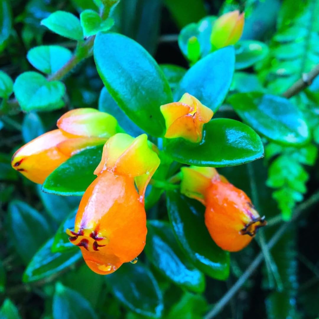 Tropical Goldfish Plant Live, 4" Potted Trailing Houseplant for Indoor or Patio Hanging