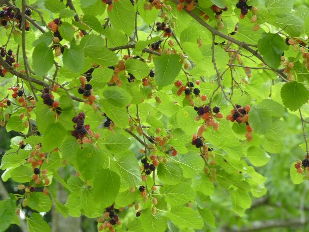 TriStar Plants - White Mulberry Tree - 1 Gallon Pot, 2'-4'ft Tall - No Ship California, Full Sun, Morus Alba, Mulberry Fruit, Fruit Tree, Berries, Edible, Sassafras, Morea Arbol, Shade Tree