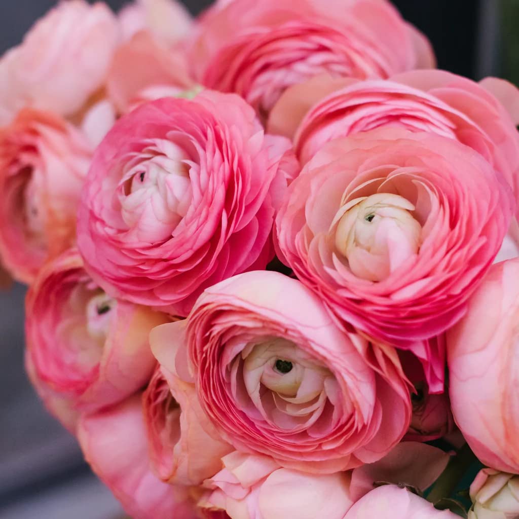 25 Pink Ranunculus Bulbs for Planting - Buttercup Flower Bulb Value Bag - Plant in Gardens, Containers & Flowerbeds - Easy to Grow Fall Perennial Flowers Bulbs by Willard & May