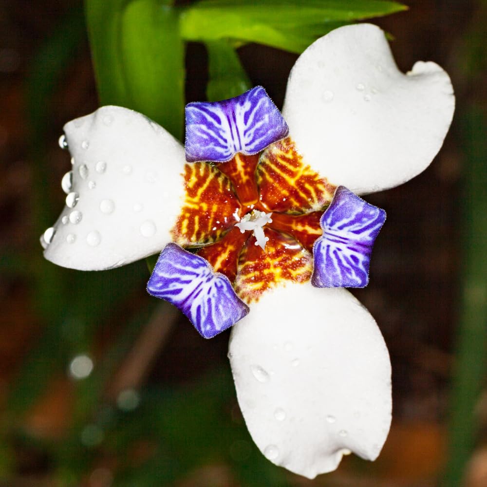 4 Iris Plants, Walking Iris Plants from 5 Inches Tall Bareroot, Purple Iris Flowering Plants
