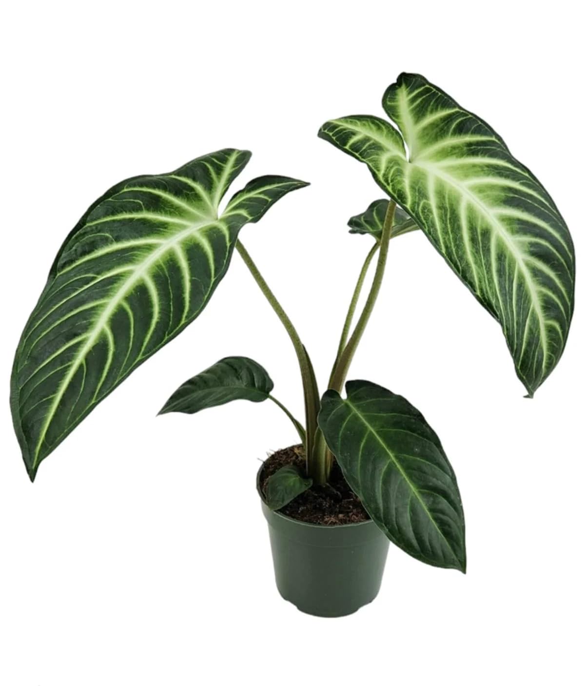 Xanthosoma 'Lendenii' | Live Plant for Indoor & Outdoor | for Living Room, Office, Bathroom | (4" Pot)