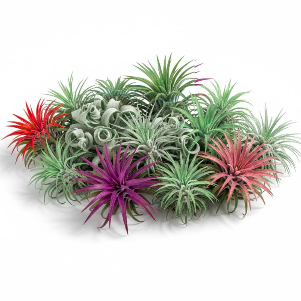 Pack 12 Mixed Ionantha Air Plants, Live Tillandsia, Bulk Airplants, Easy Care Houseplants for Indoor and Outdoor Planting