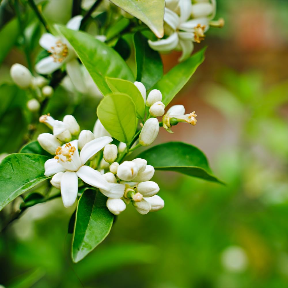 Brighter Blooms - Nules Clementine Tree, 1-2 ft. - No Shipping to AK, AL, AR, AZ, CA, FL, GA, HI, LA, MS, OR, TX