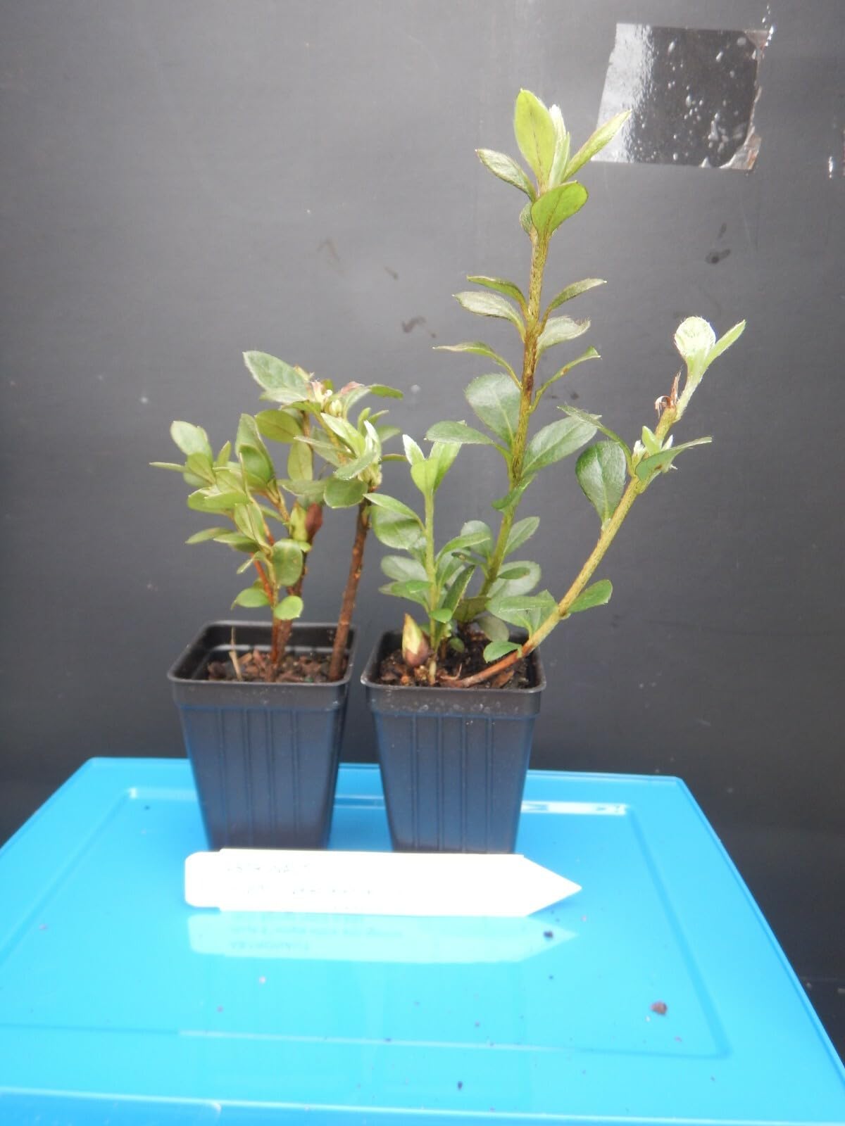 Live Plant - Astronaut Azalea Rhododendron Deciduous Starter Plant BI-Color Striped Blooms