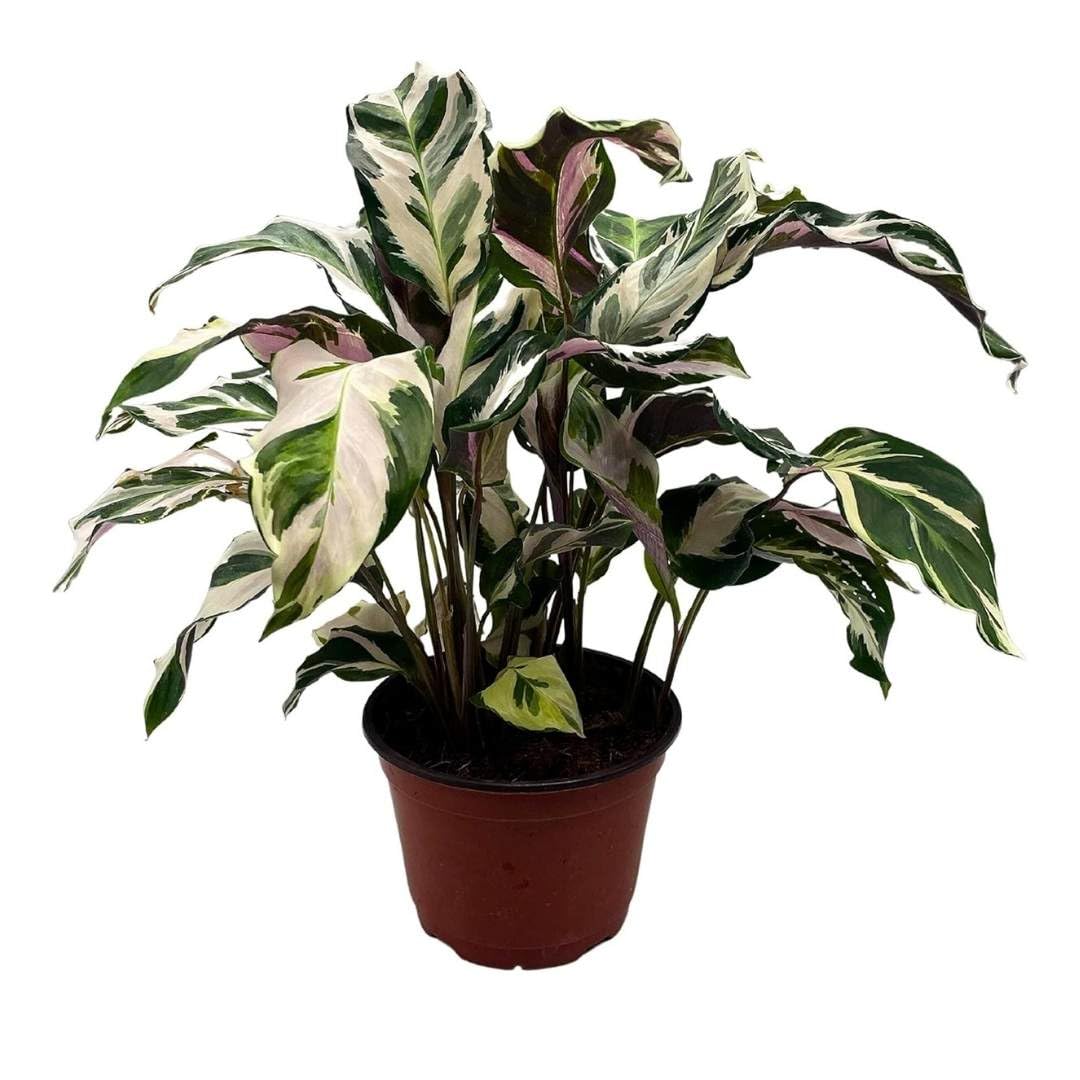 BubbleBlooms Calathea Stella in a 4 inch Pot Rare Variegated Prayer Plant, Cathedral Plant, Green and White