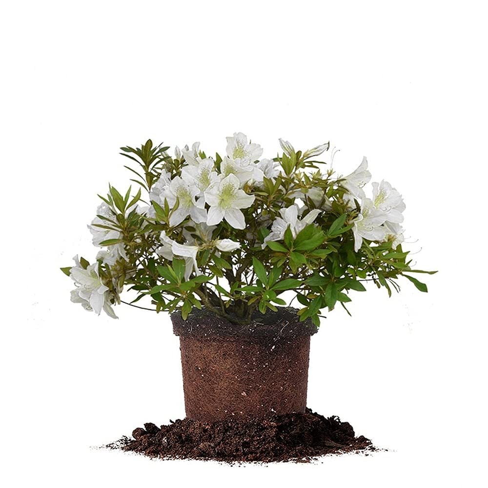 PERFECT PLANTS GG Gerbing Azalea Bush | 3 Gal. Pot | Large White Blooms | Southern Staple
