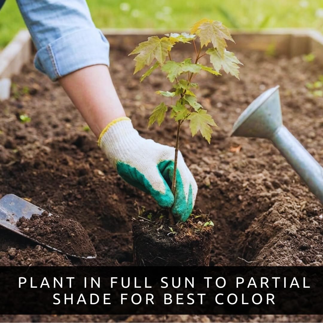 Amur Maple Tree Live Plants (Acer ginnala) – Brilliant Red Fall Foliage – Hardy Ornamental Landscape Tree – Fast Growing Compact Maple – Well Rooted Starter Sapling (1 Tree)