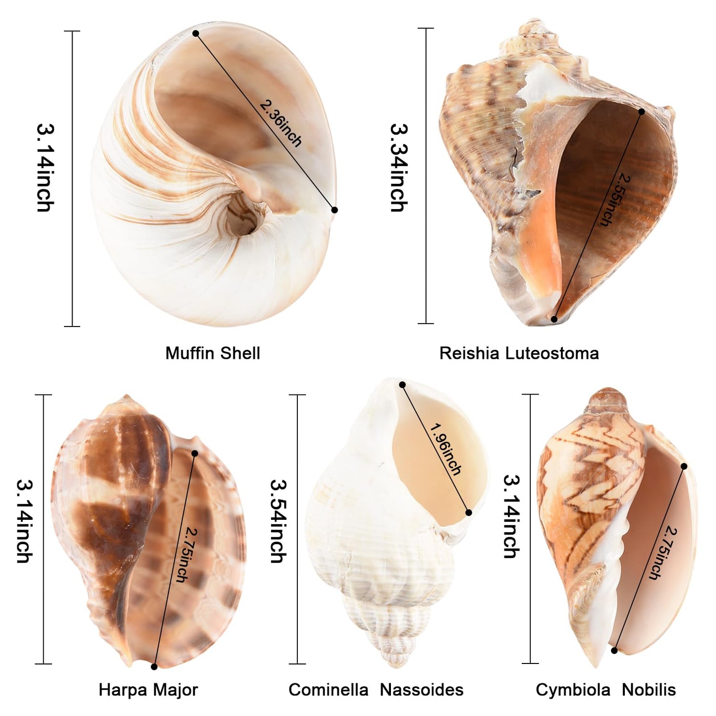 LYHZLBAY Hermit Crab Shells Large 6pcs,Natural Conch Shell Size 2.8" - 3.8", Opening Size 1.5" - 2.7", Large Sea Shells Turbo Seashells for Hermit Crab Supplies and Beach Decorations