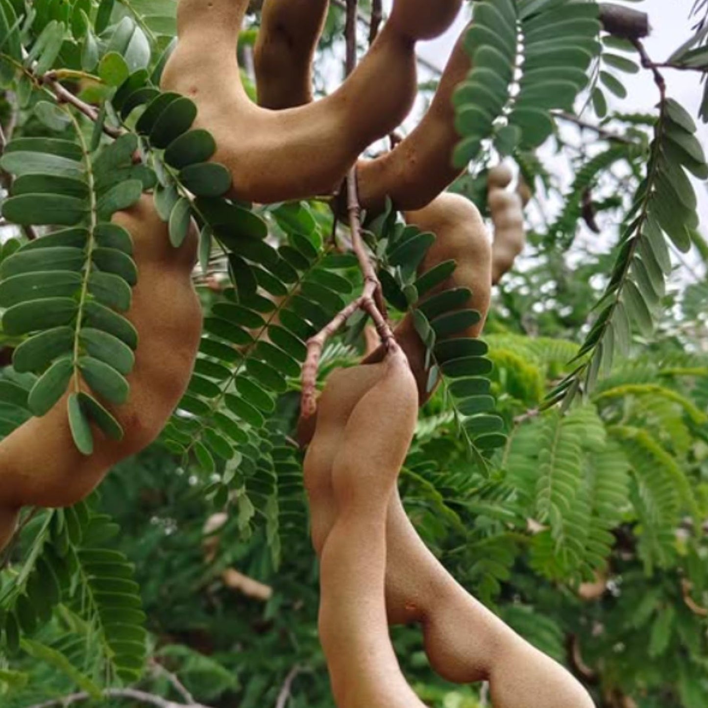 Tamarind Plant Live, Tropical Fruit Tamarind Plant for Outdoor, 4 Inc Pot