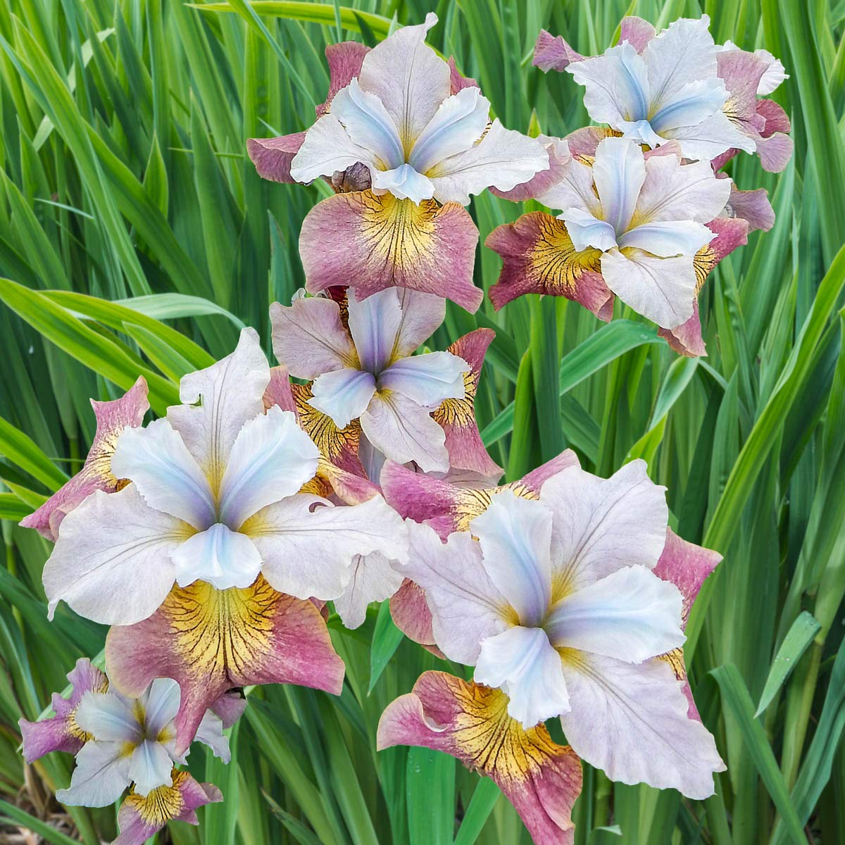 Sugar Rush Siberian Iris Dormant Bare Root Perennial Roots (3-Pack)