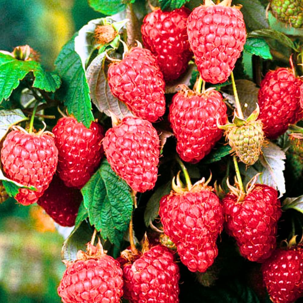 2-Pack Raspberry Plants Live, Raspberry Bushes Live Plants Well-Rooted, 5-9 Inch Tall, Raspberry Fruits (Caroline Red Raspberry)