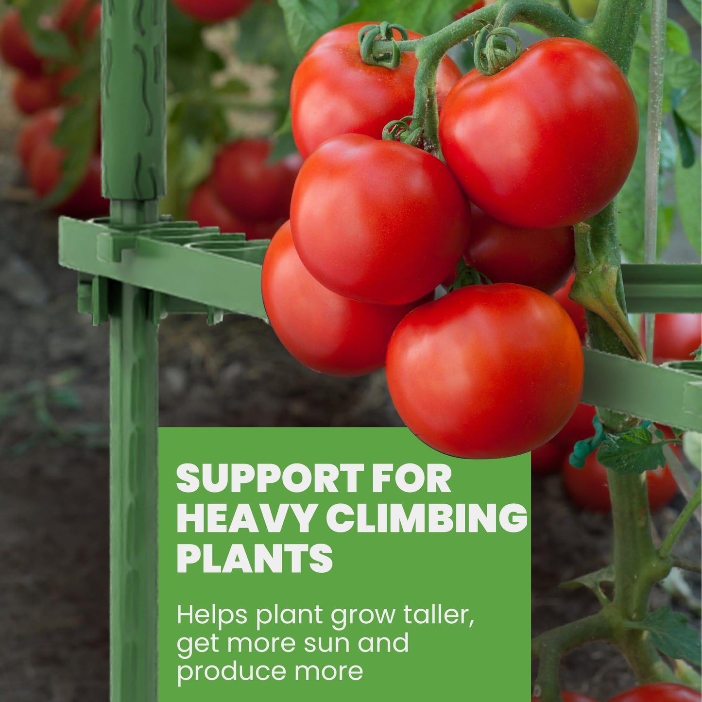 Tomato Cage Premium - Large Trellis Stakes and Plant Support Structures for Vegetables and Climbing Plants - Tall Tomato Cages for Garden, Pots, Raised Garden Bed Outdoor (3 Pack - Up to 63")