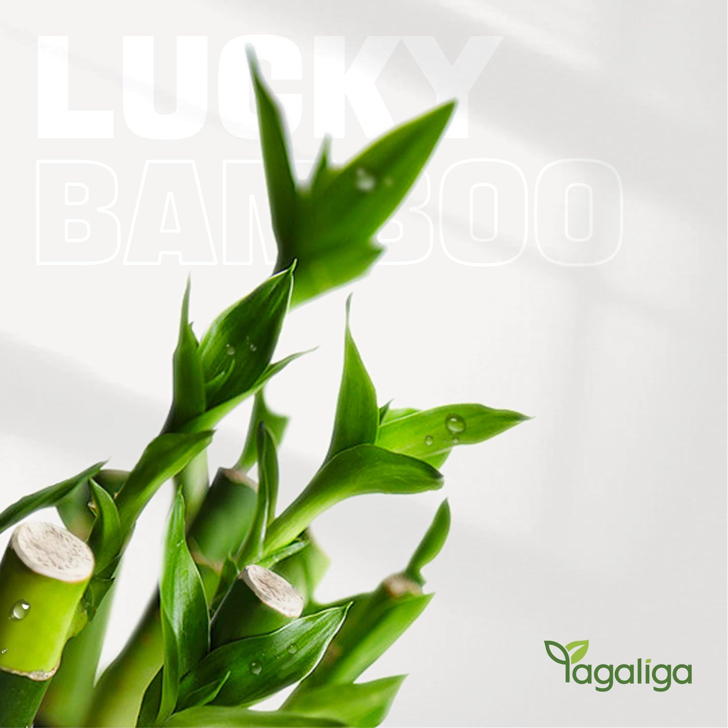 Yagaliga Lucky Bamboo 3-Stalk (2×6″ + 1×8″) Live Indoor Plant Set – Elephant & Pineapple Ceramic Pot with Pebble Bag