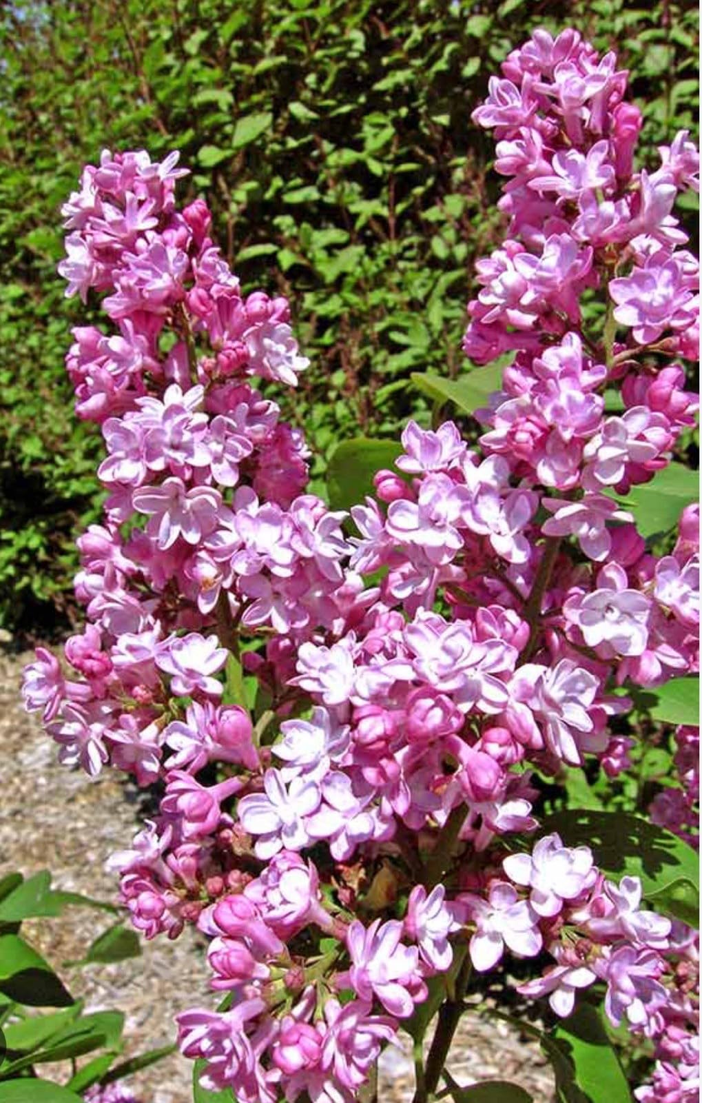 Live Plant - Belle de Nancy LilacSyringa VulgarisSmall Well Rooted Starter Plant4-8” Tall