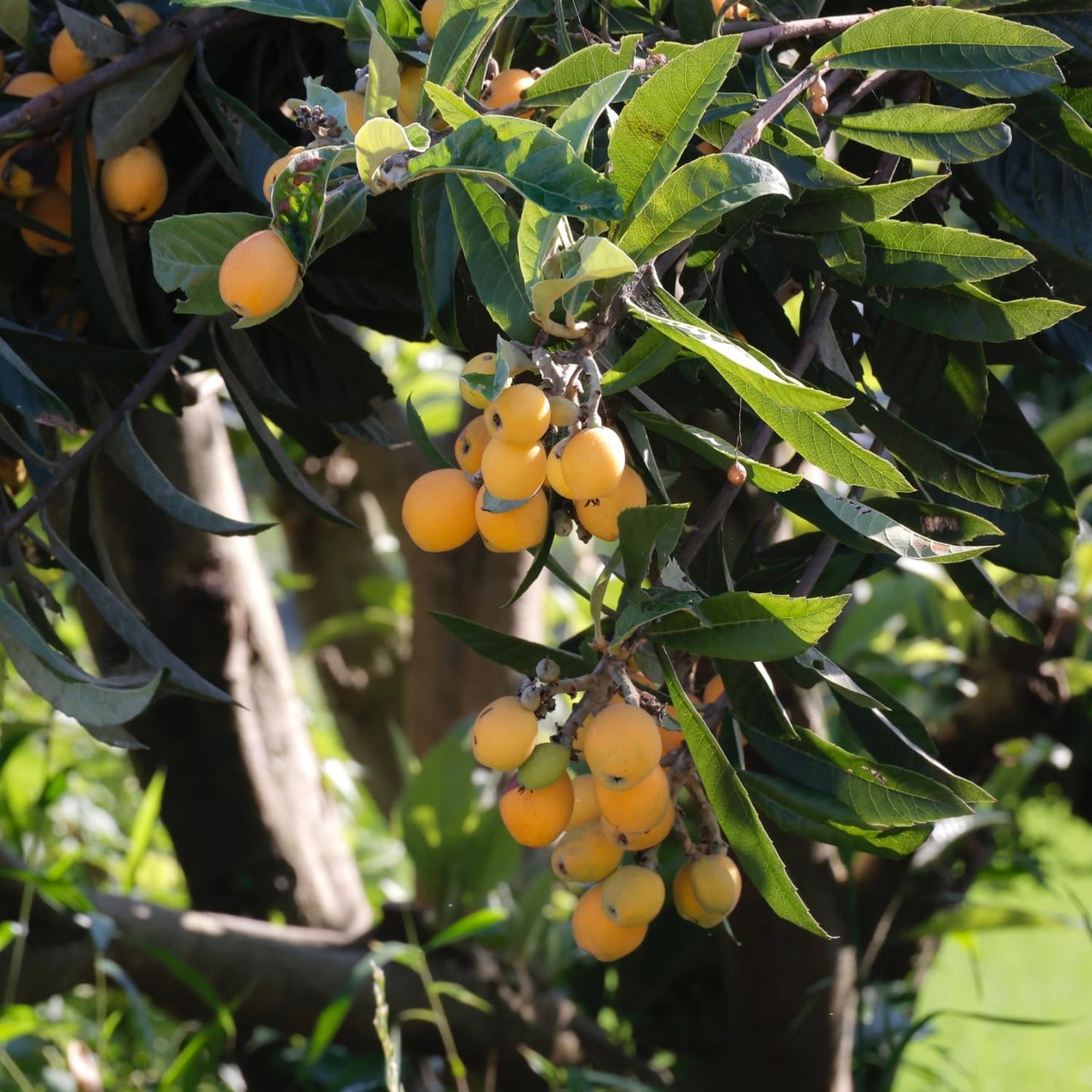 Seedling Loquat Tree Live Plant, Tropical Fruit Tree, Sweet Golden Loquat for Outdoor Garden, 3 Gal, 2-3 Ft Tall, No Ship to CA