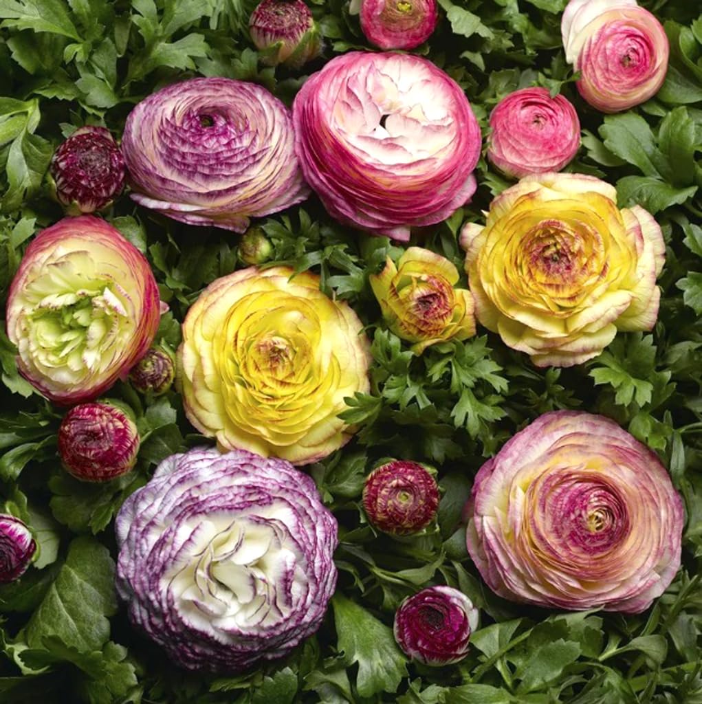 10PCS Mixed Color Ranunculus Bulbs Double Buttercups Spring Rose Bulb Wedding Flower Bulbs (10bulbs)