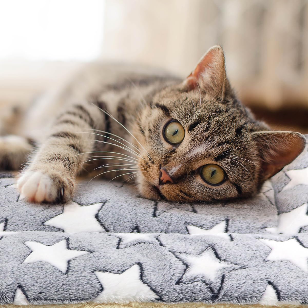 Tierecare 2 Pack Cat Blanket for Indoor Cats Ultra Soft and Warm Calming Cat Bed Fleece Pet Mat for Anxiety and Stress Washable Kitten Blanket