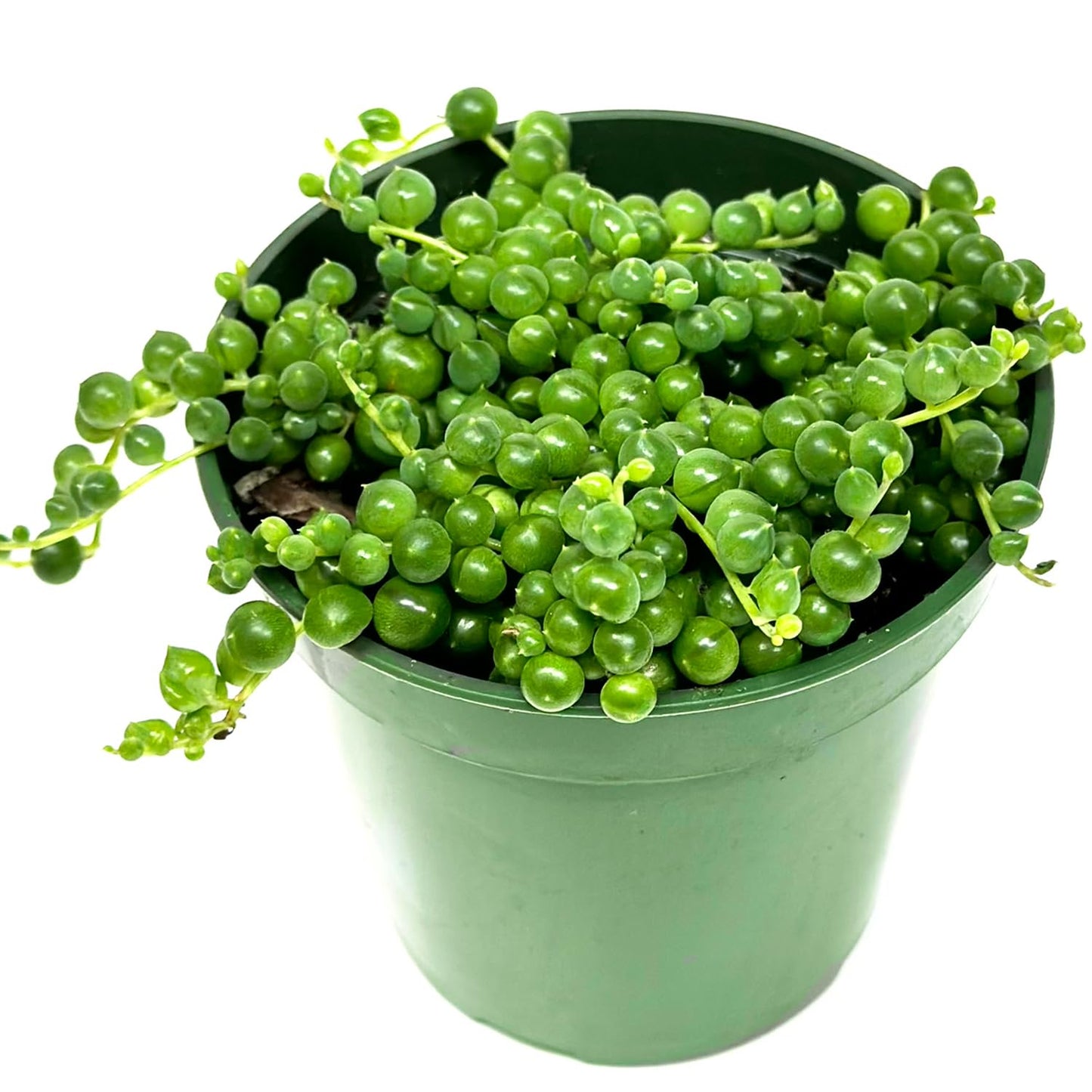 3" String of Pearls Plant Live, Succulent Plants Live in Hanging Basket, Rare Houseplant for Home Office Wedding & Gift Decor (Heat Pack Included)
