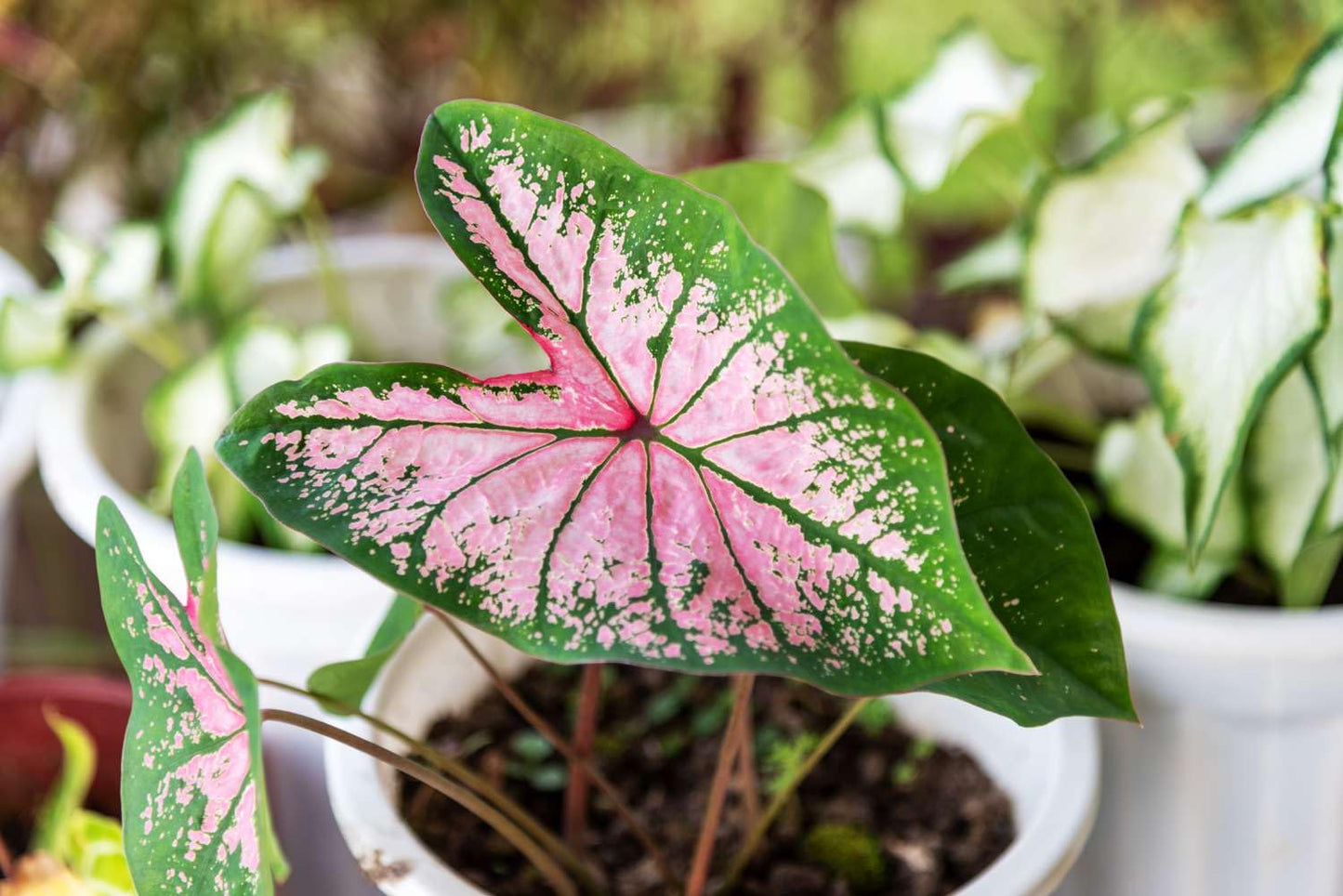 Rare Monstera Seeds Deliciosa, Pink and Green Tropical Leaves, Garden Landscaping