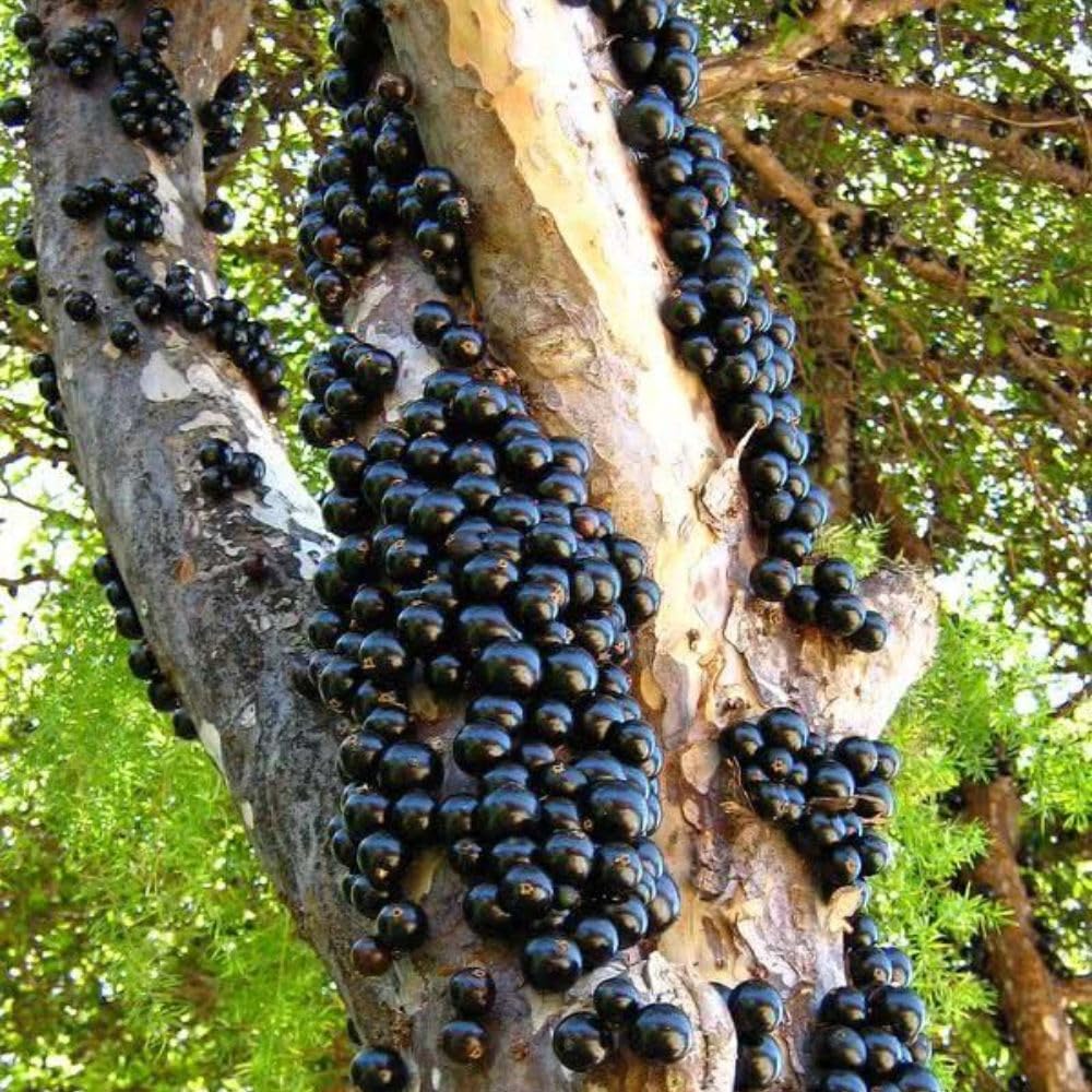 Black Jaboticaba Tree Live Plant 2-3" Tall, Grape Jaboticaba Trees 3 Gallon Pot, Hardy Jabuticaba Tree for Indoor or Outdoor Growing, No Ship to CA