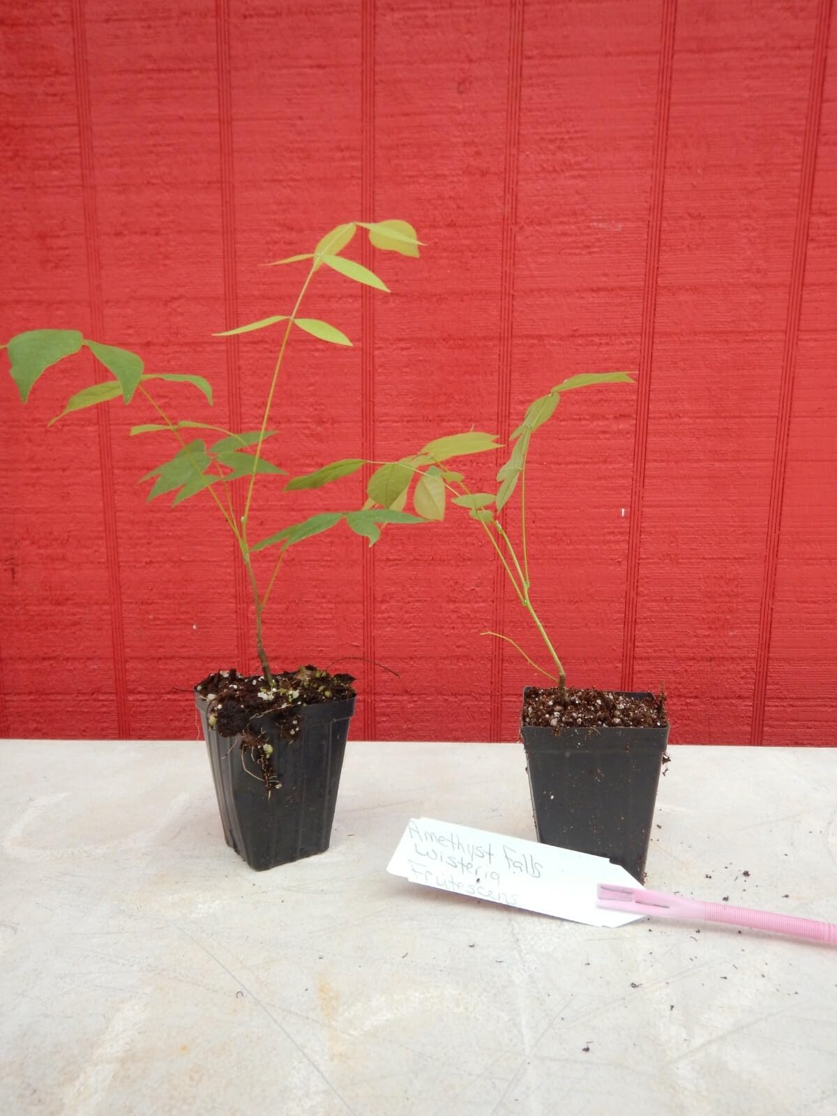 Live Plant - Amethyst Fallswisteria Frutescenslive Starter Plant