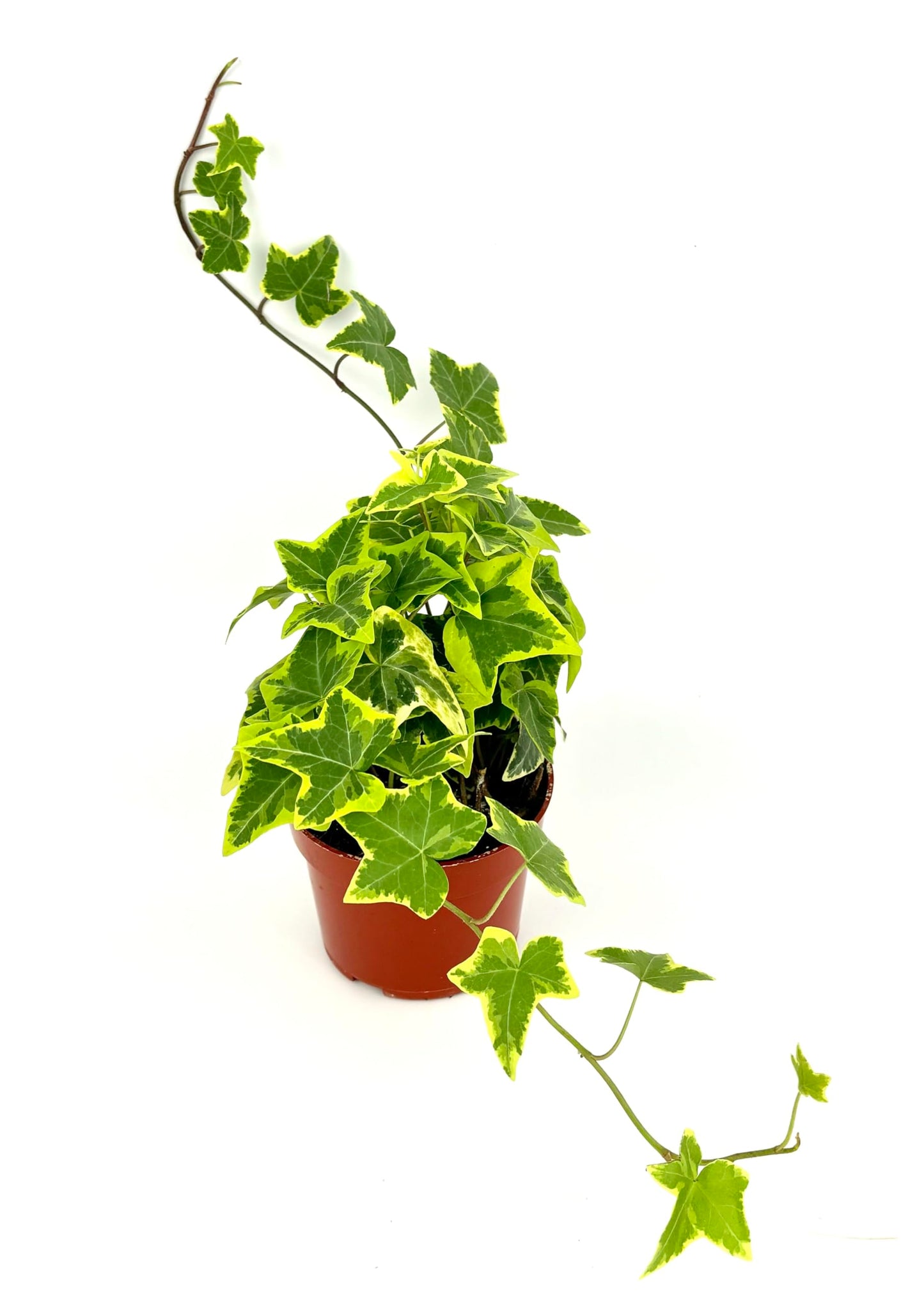 Ivy Gold Child Hedera Helix Easy Houseplants, 4" Pot