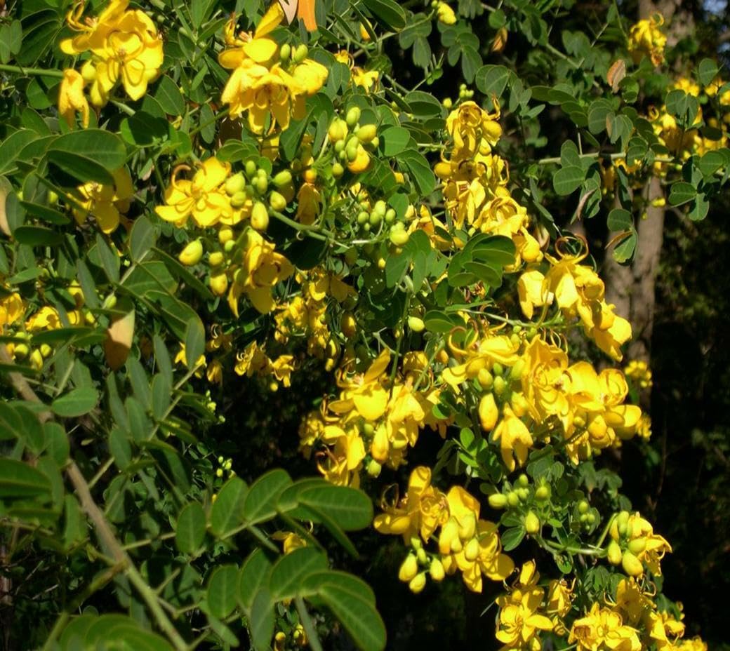 Live Plant - Golden Shower Treechristmas Sennabicapsularis Cassia Plantbutterflies Love It