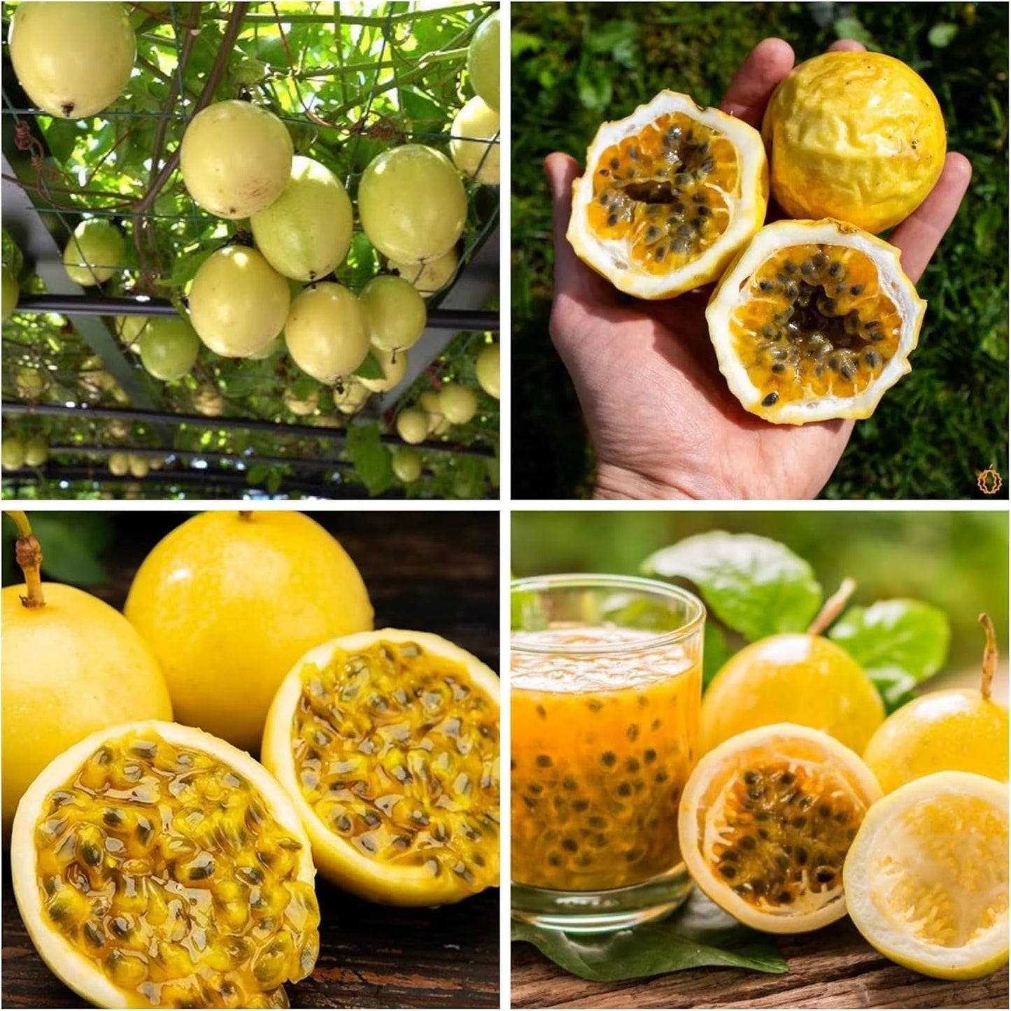 20+ Passion Fruit Seeds for Planting - Yellow Sweet Passion Fruit Seeds Passiflora Giant Granadilla Grow Your Own Plant Gardening Gift
