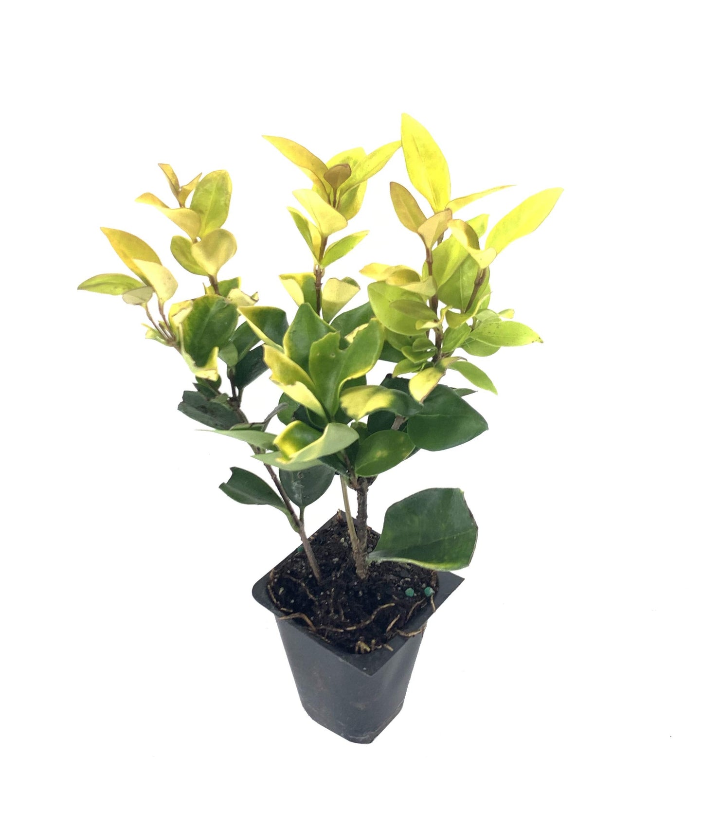 Ligustrum Japonicum Howardi - 3 Live Plants - Privet Howardii - Variegated Evergreen Shrub