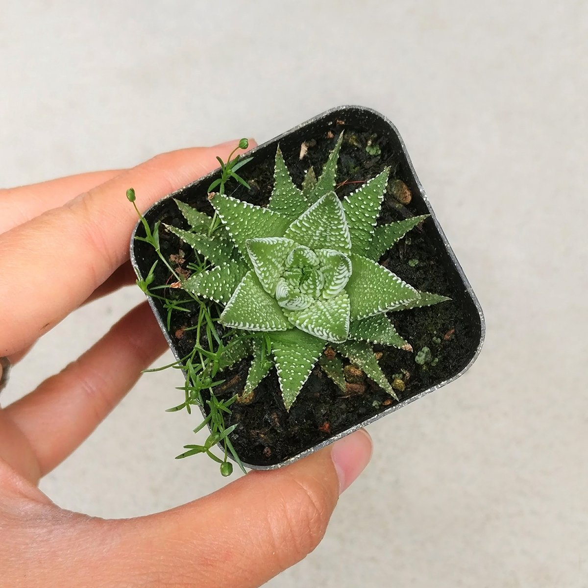 Haworthia 'Zebra Plant' White Stripe Aloe Spiky Succulent (2 inch)