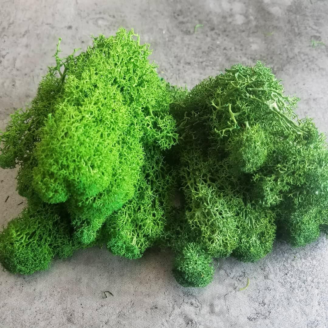 Prefleur Preserved Reindeer Craft Moss Natural Green DIY Kit Gardenning Art Wall Decor Florist Easter Table Decor Wedding Decor (0.85lb)(Green-02)