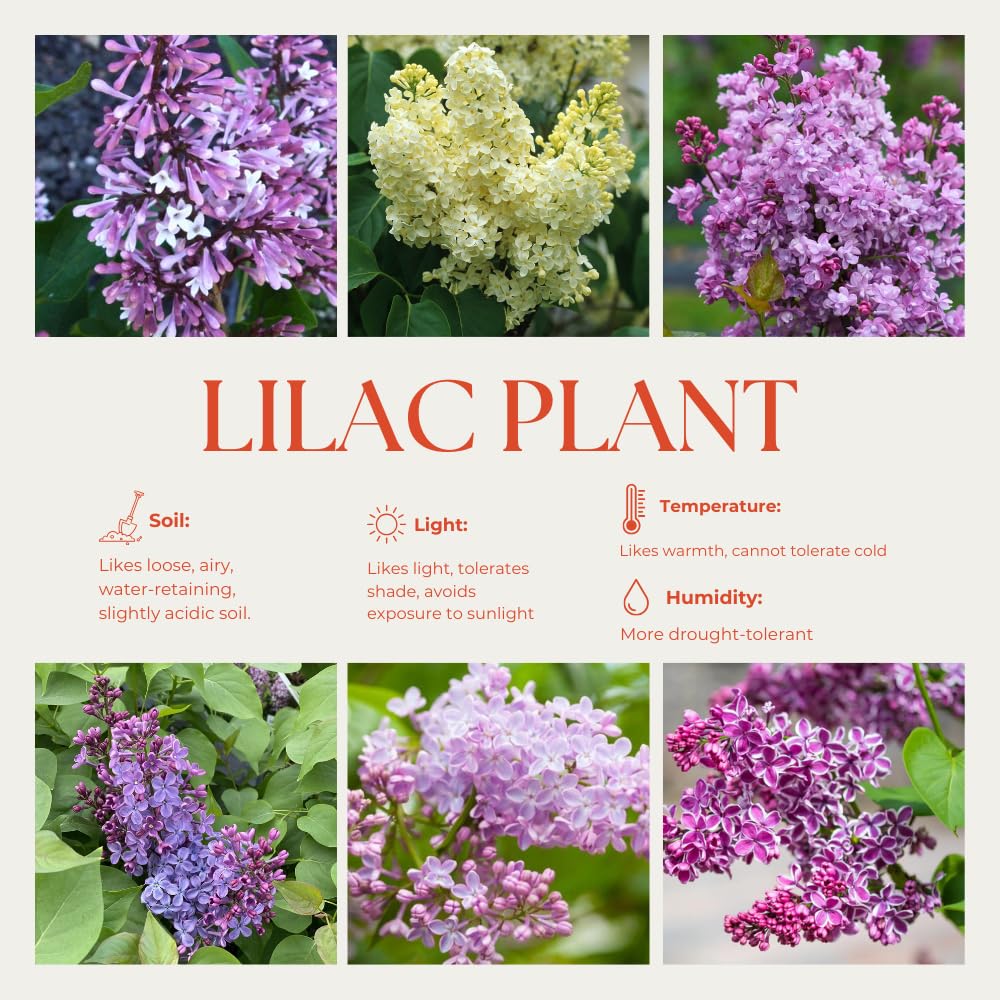 2 Kim Lilac Bushes Trees Live Plants 8-12 Inches Tall, Well Rooted in Quart Pot, Fragrant Spring Flowering Outdoor Plant (Light Pink Lilac Shrub)