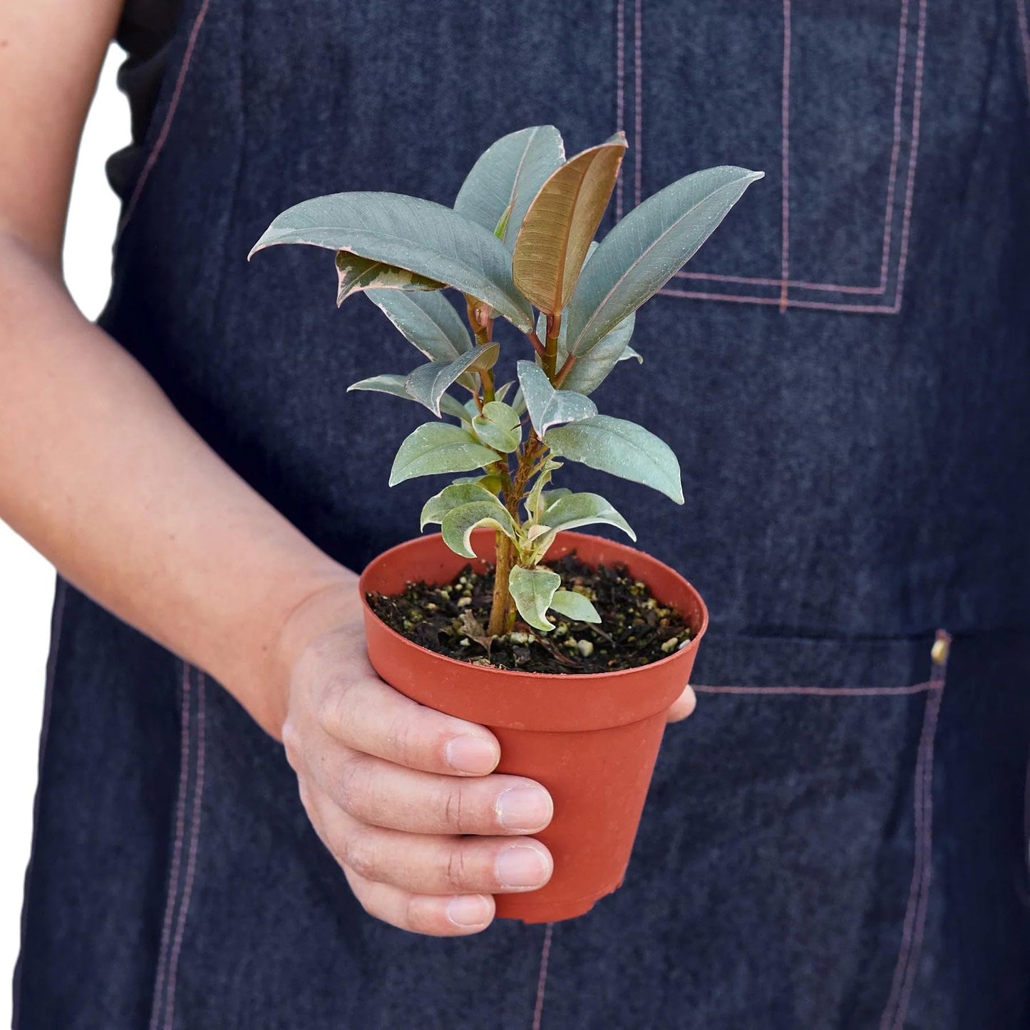 2 Pack Ficus Elastica 'Tineke' in 6in Pot - Live Plants Tropical Houseplants | Variegated | USA Growers | The Snobby Leaf