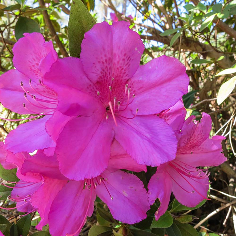 PERFECT PLANTS Formosa Azalea Live Plant, 3 Gallon, Includes Care Guide
