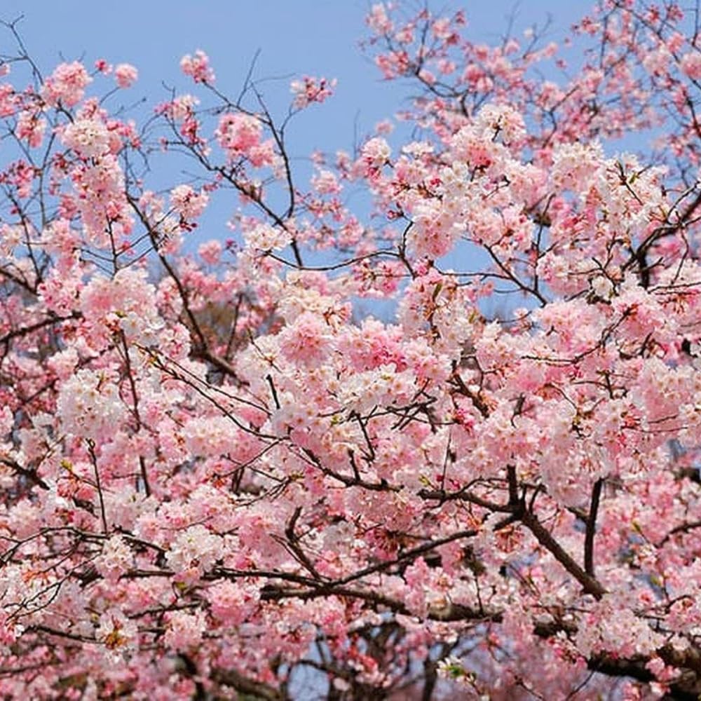 Cherry Blossom Tree, Live Ornamental Tree 6-12" Tall in Pot, Beautiful Spring Blooms for Outdoor Planting (Light Pink Cherry Blossom)