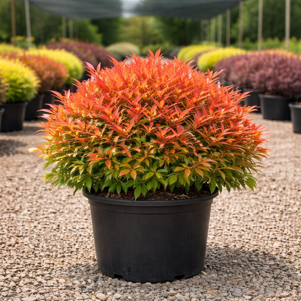 Firepower Nandina 3-Gallon