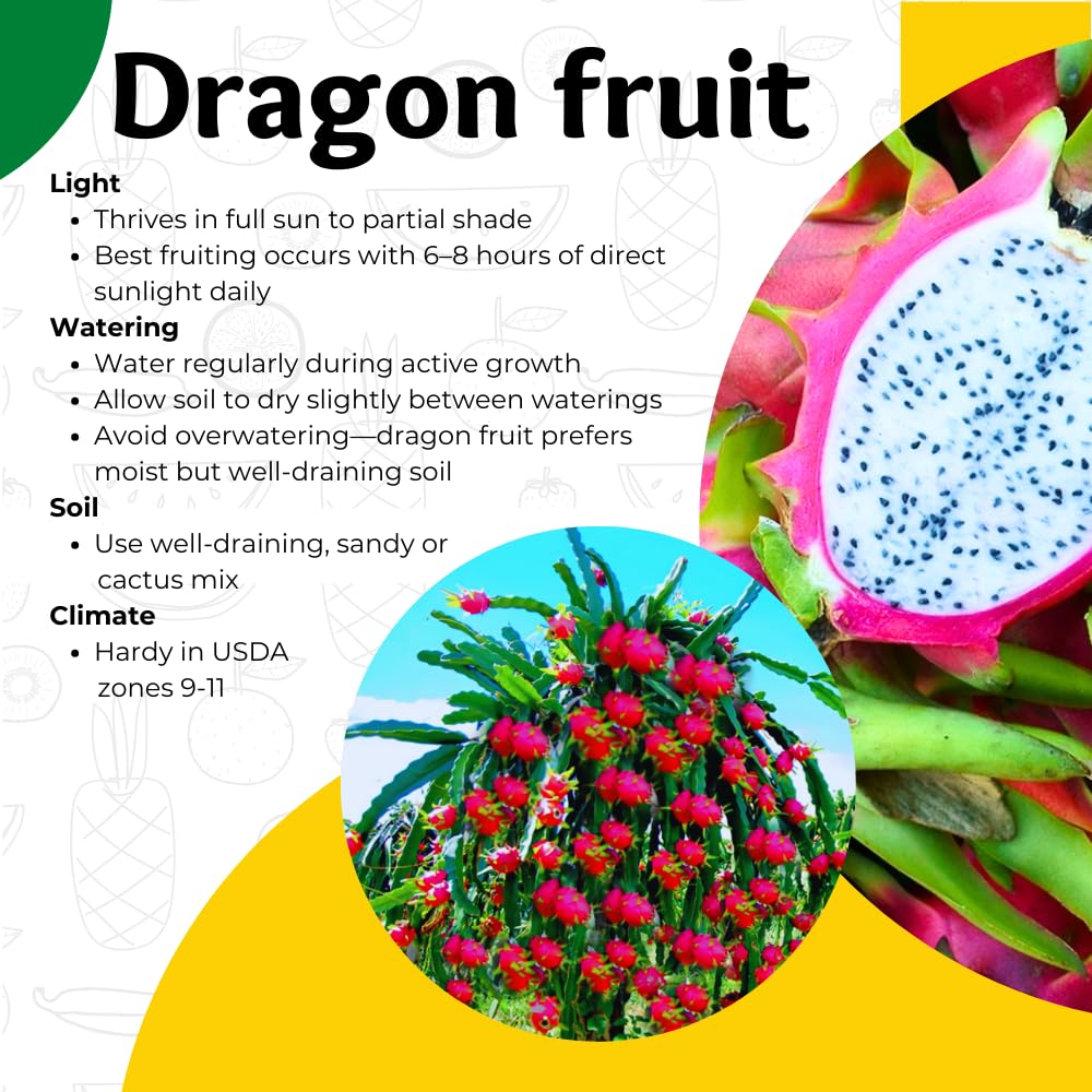 Dragon Fruit Plant Live in 3 Gallon Pot, Tropical Fruit Tree Cactus for Outdoors