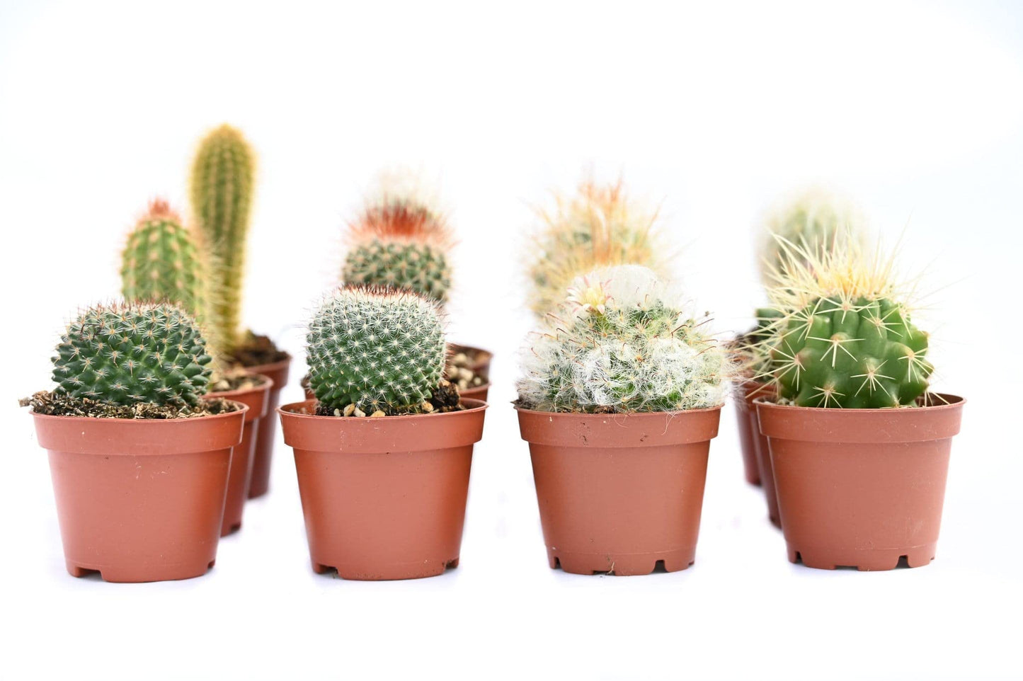 Cactus Plants Live – Small Assorted 2-Inch Cactus Plants – Fully Rooted Potted Cactus Plants – Live Cactus Plant Set (12)