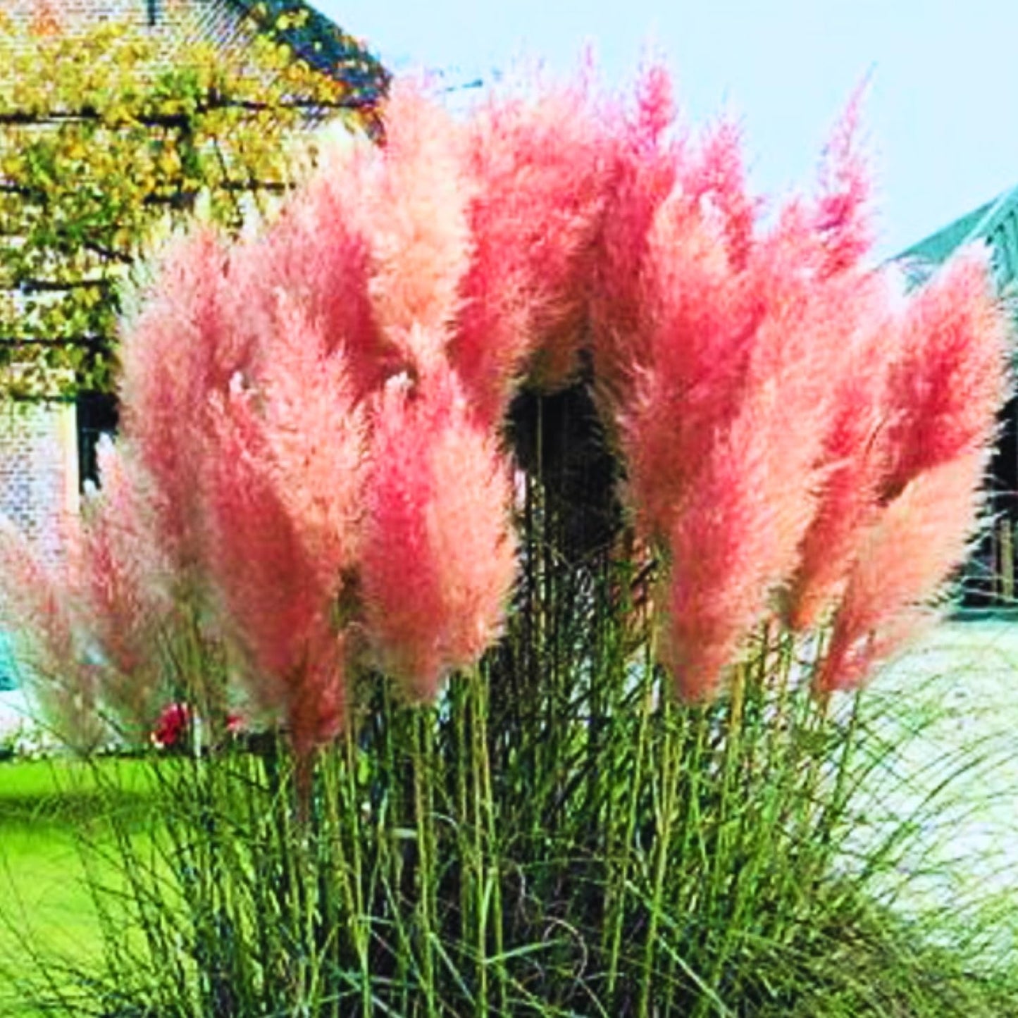 2 Pink Pampas Grass Plants Live, Tall Ornamental Perennial Grass for Landscaping, 5-9 Inch Height Well Rooted