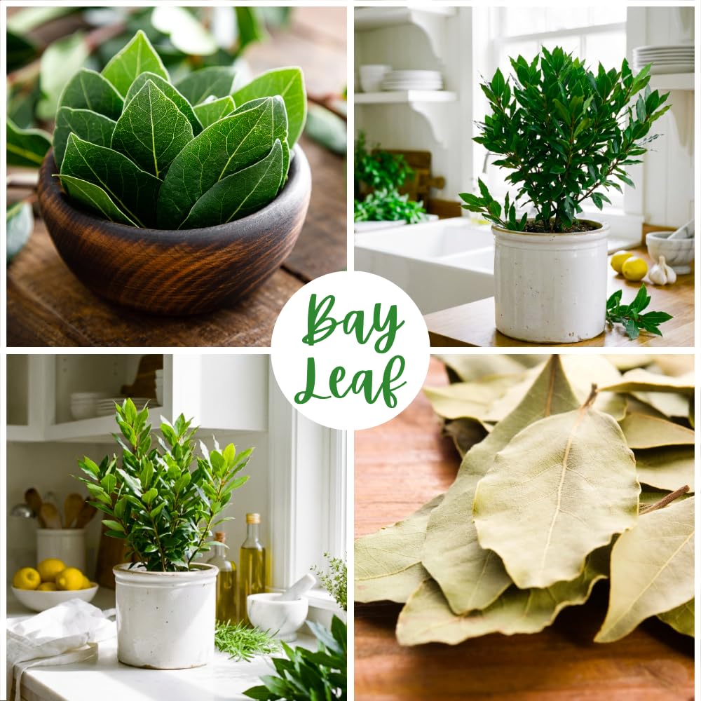 Bay Leaf Tree Live Plant, Bay Leaf Plant Live, 3-5 Inches Tall, Culinary Herb Plant, Indoor Outdoor Herb Garden Starter