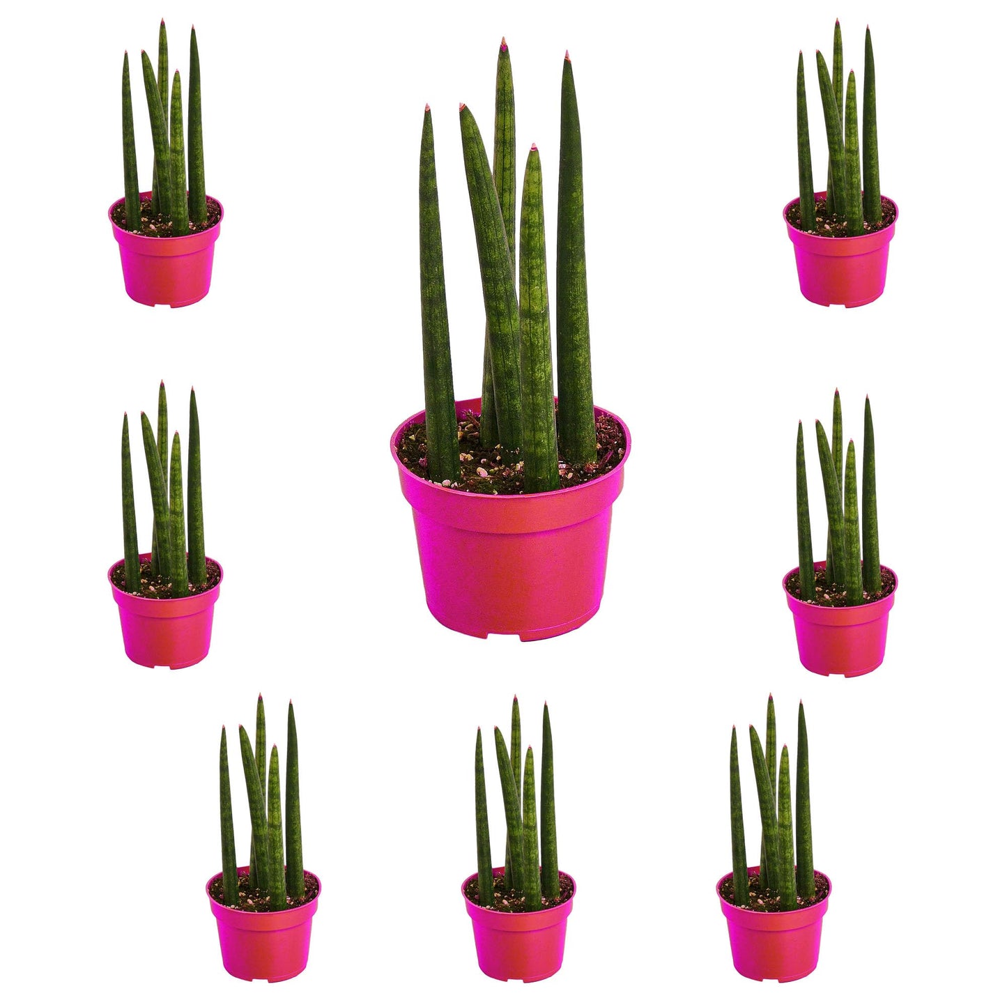 8 Pack Snake Plant Cylindrica in 4in Pot - Live Plants Tropical Houseplants | Variegated | USA Growers | The Snobby Leaf