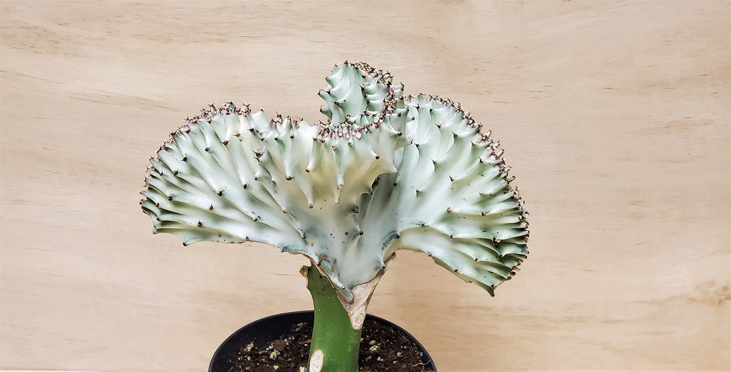 Euphorbia Lactea Cristata aka Coral Cactus in White Live Rare House Plants (All Plants are Fully Rooted Plants!) in 4" Pot by 3exoticgreen